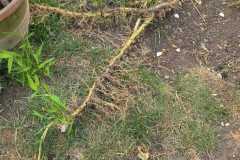 Bamboo