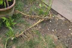 Bamboo